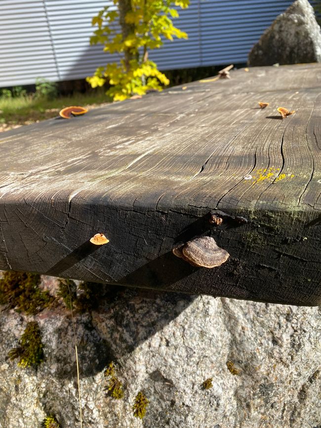 - wachsen auf den Holzbänken