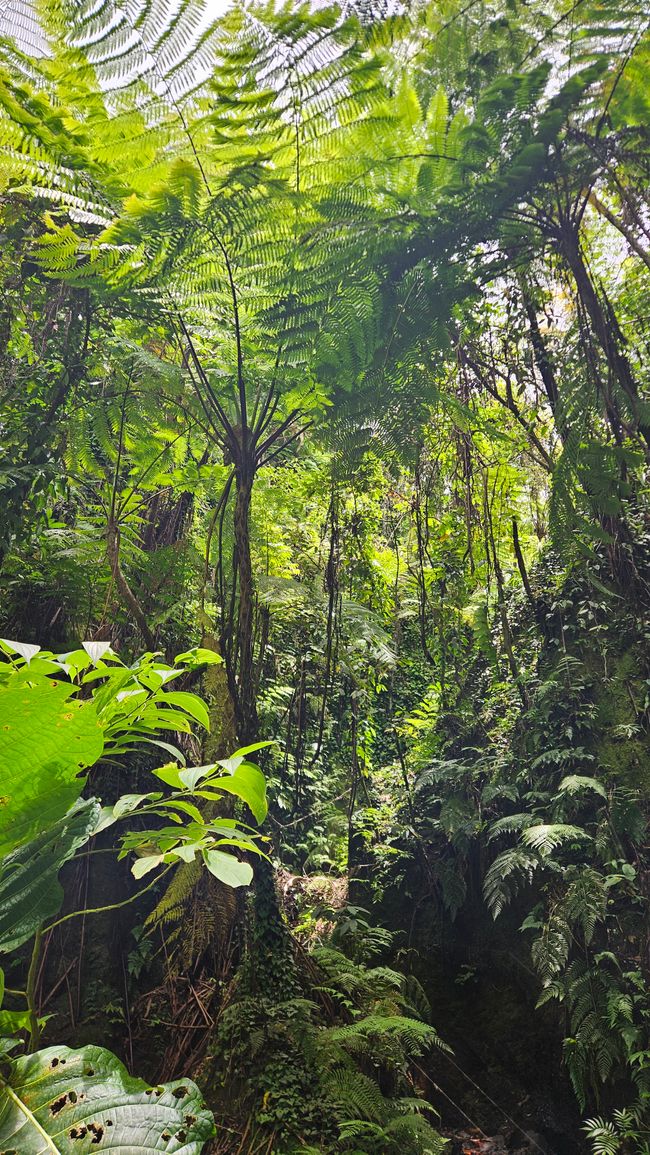 Pulau Unauna