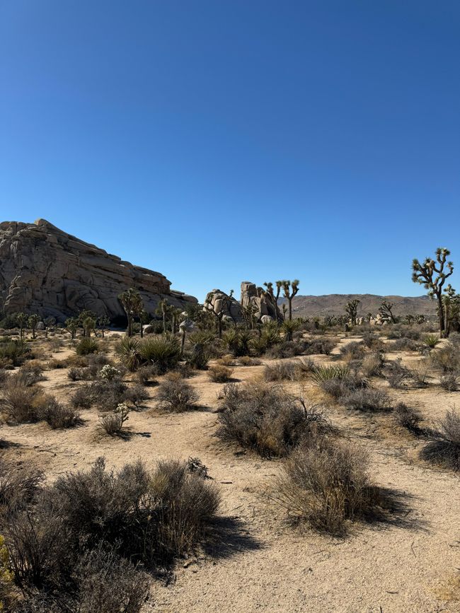 26.09. Joshua Tree Park