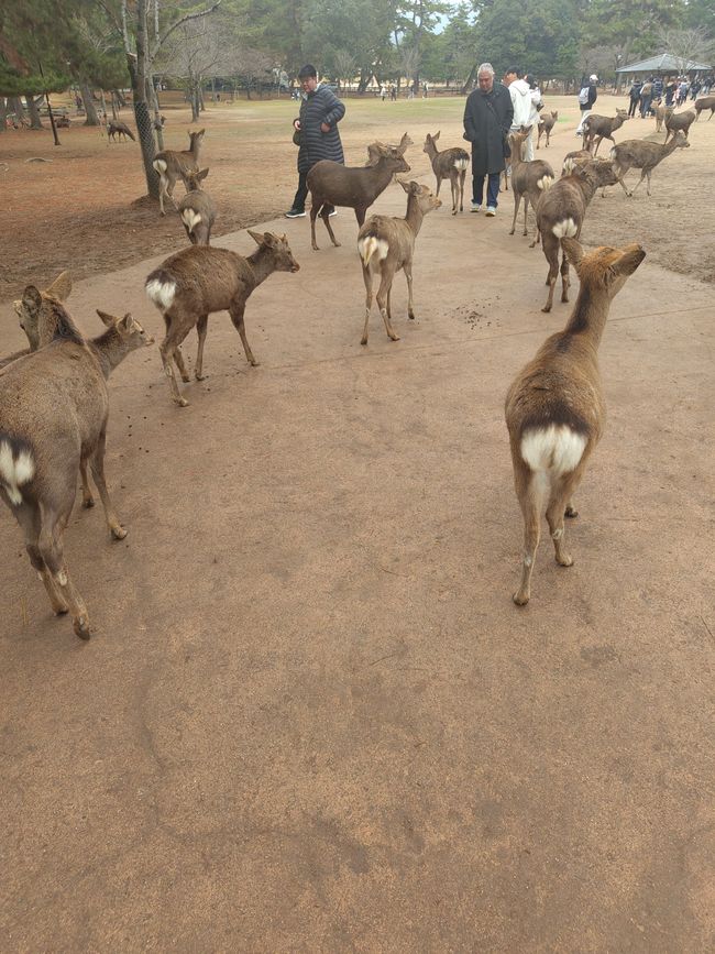 Die Rehe sind hier überall in Massen