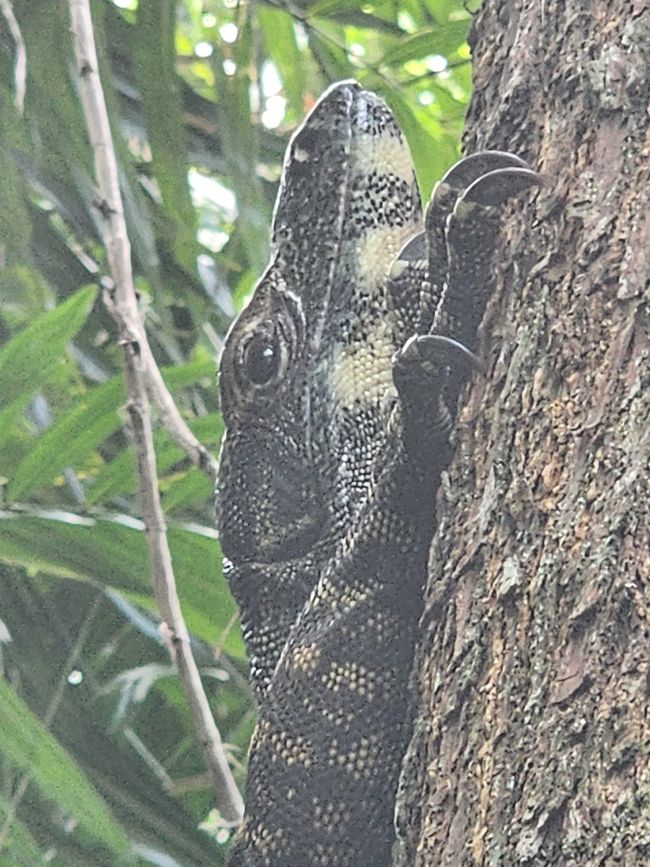 Tag 29, 23. Mai, Daintree