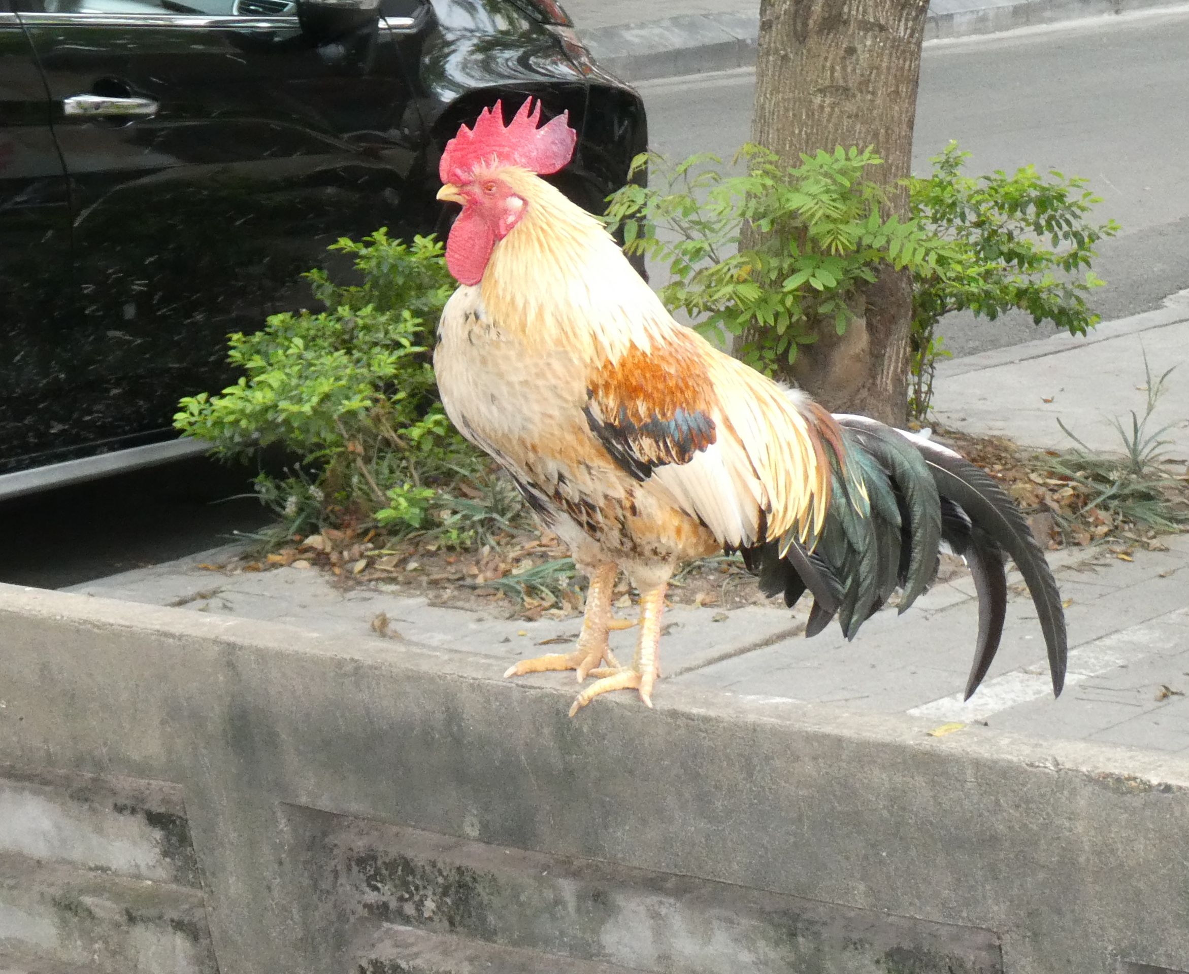 Gallos orgullosos, imperturbables
