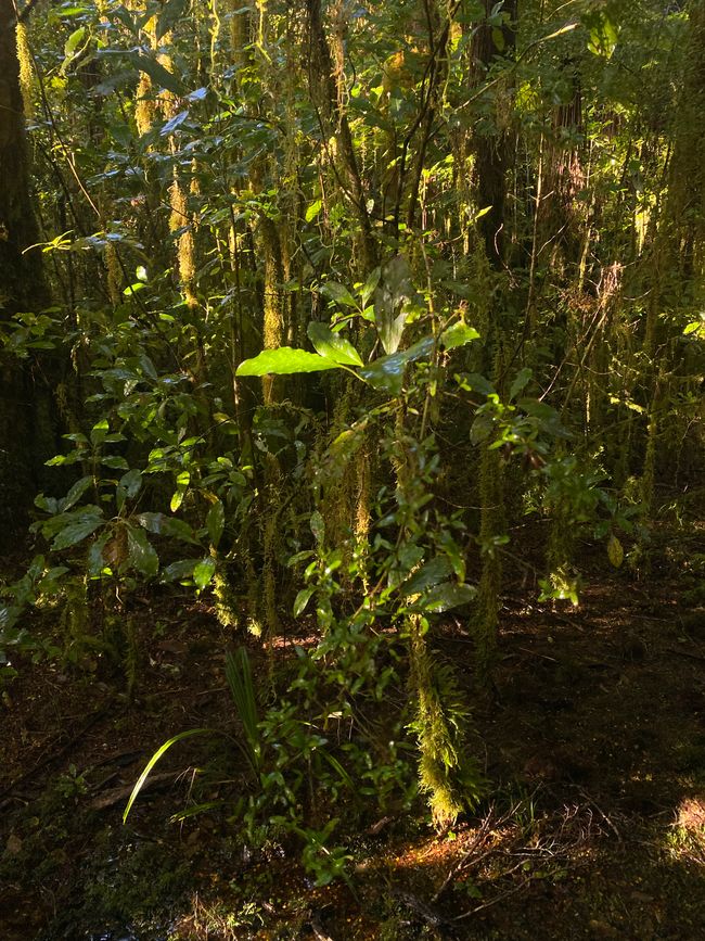 Verso Karamea