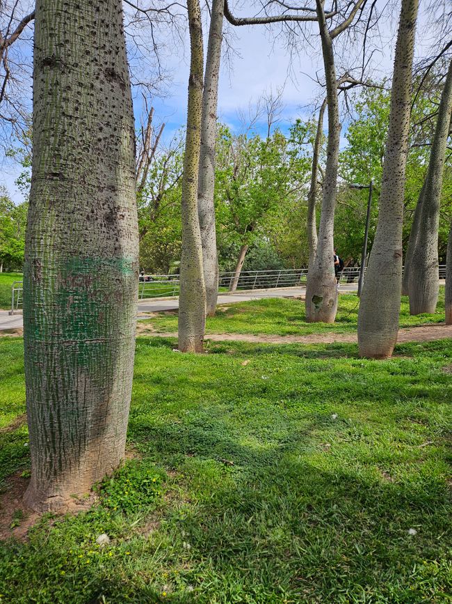 2025 - Aprile - Valencia - Parco del Turia