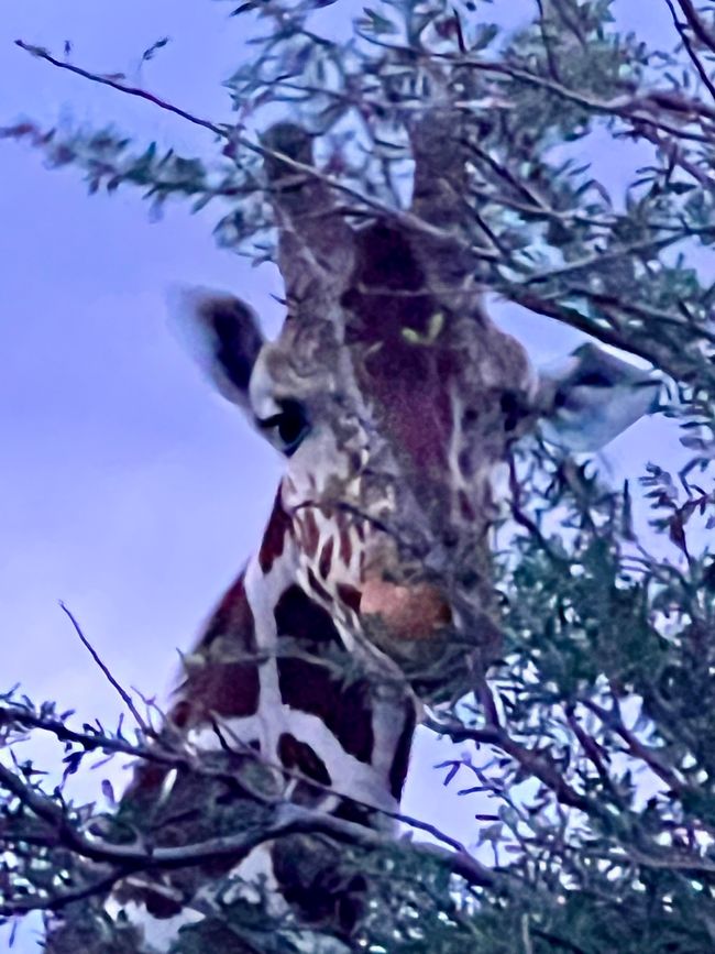 Prima safari