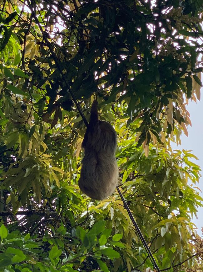 Sloth Watching - La Tigra - Hot Springs