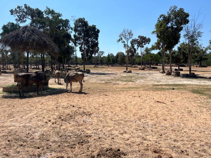 Tag 16 - Phu Quoc: Tierische Higloghts und glitzerndes Einhorn