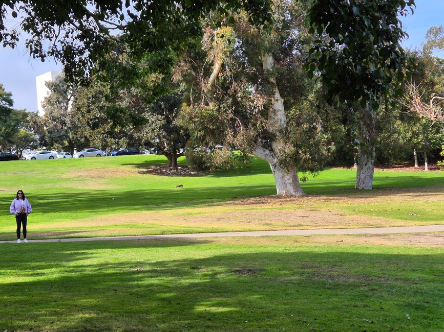 Voli e Sunset Cliffs929