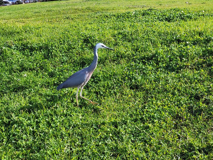 Syndney, Bondi und andere Beaches, 4. Tag
