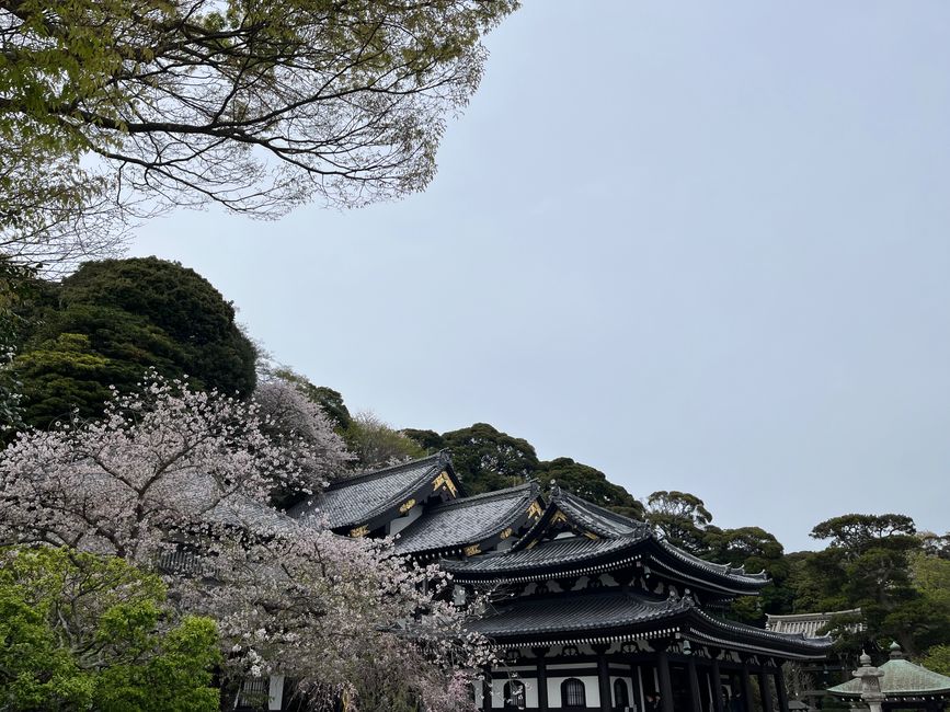 Kamakura-Freitag-11.04.25