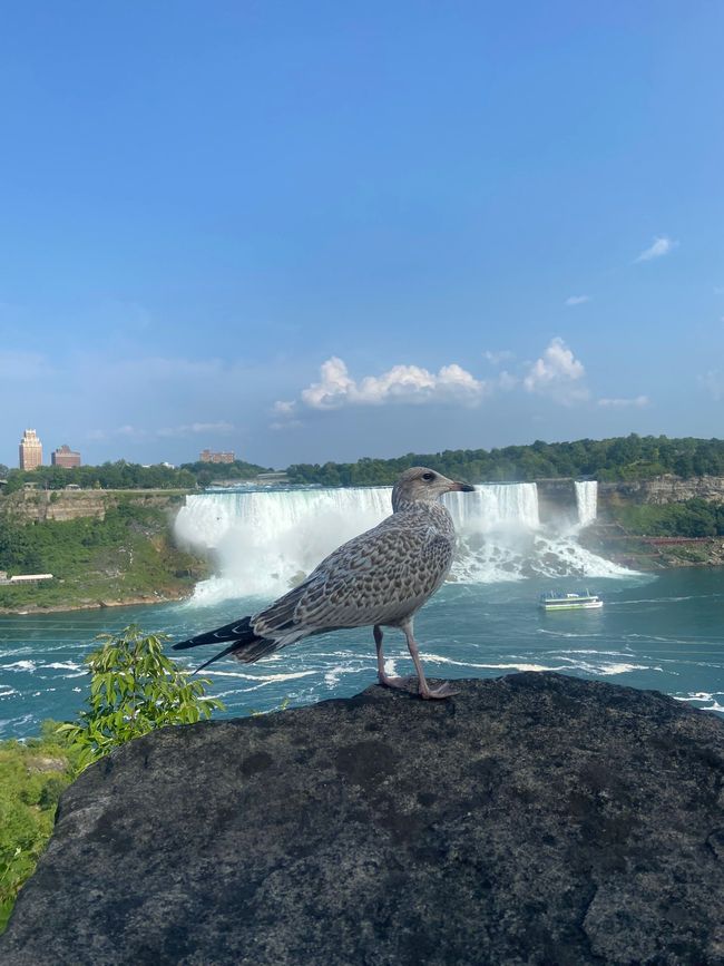 Cataratas del Niágara-Ottawa-Montreal 🚘