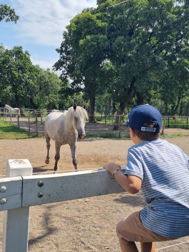 Lipizzaner, Lipica