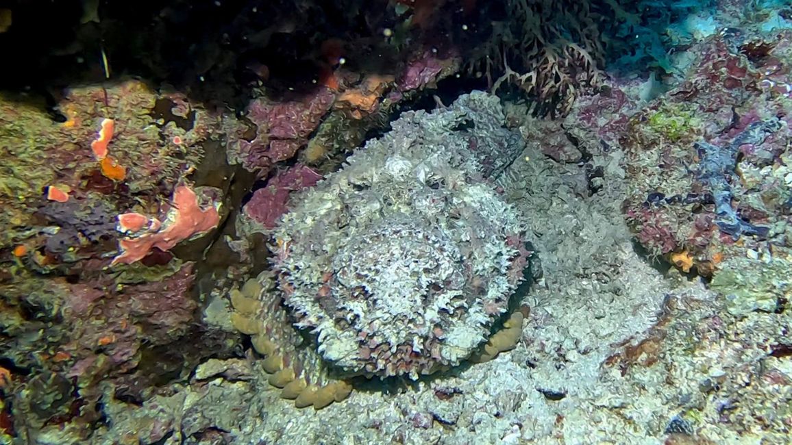 Travis auf Tauchsafari in Raja Ampat