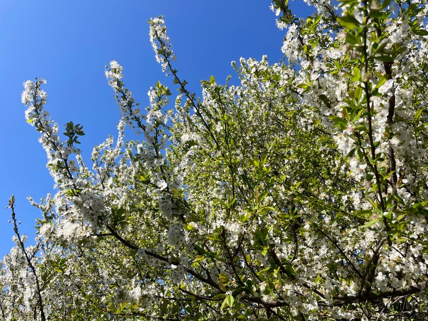 Fiorisce
