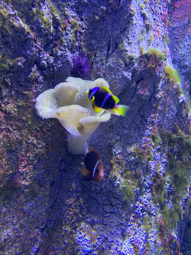 Océanopolis