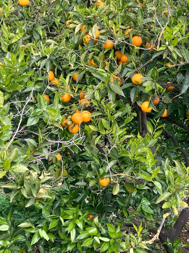 Fornalutx… heißt übersetzt, bestimmt- „steile Treppen“