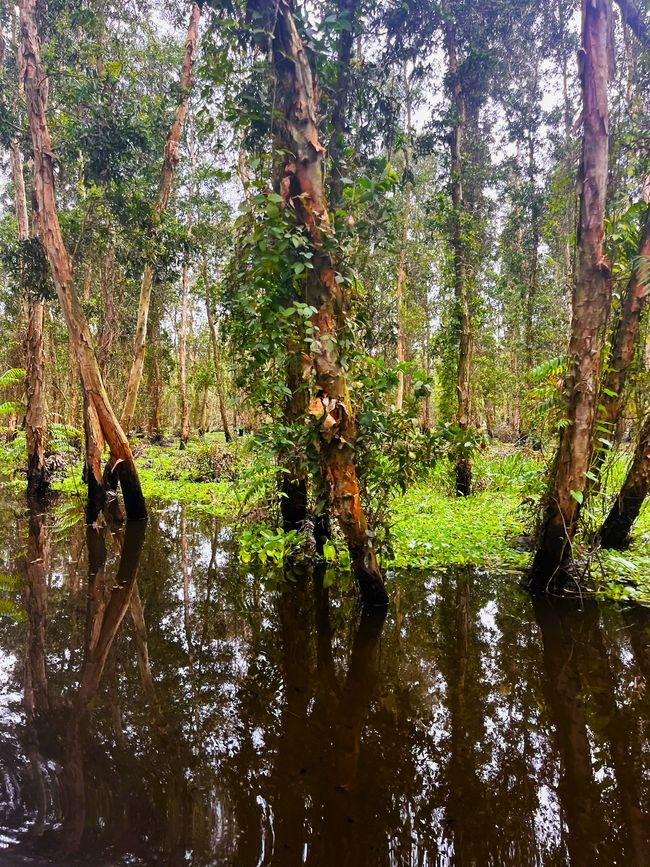 Tra-Su-Wald, Kajeputbäume