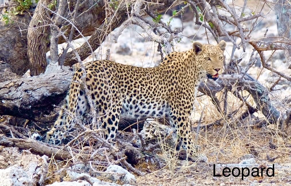 Etosha - wir sind da!