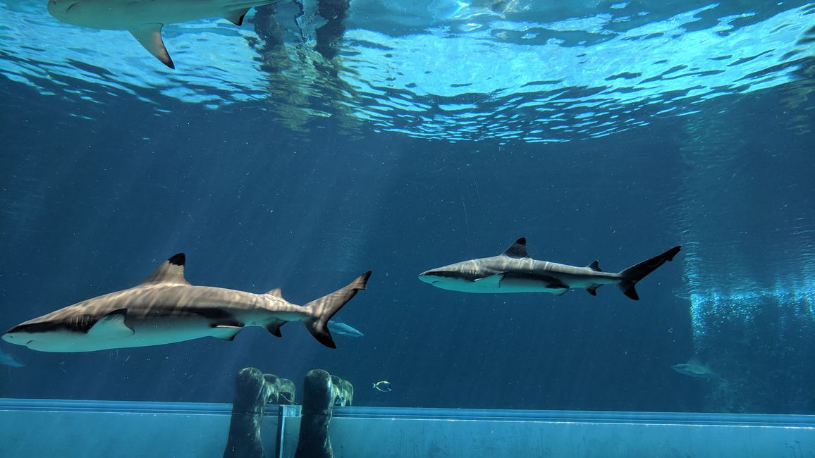 Shark Attack Reifenrutsche