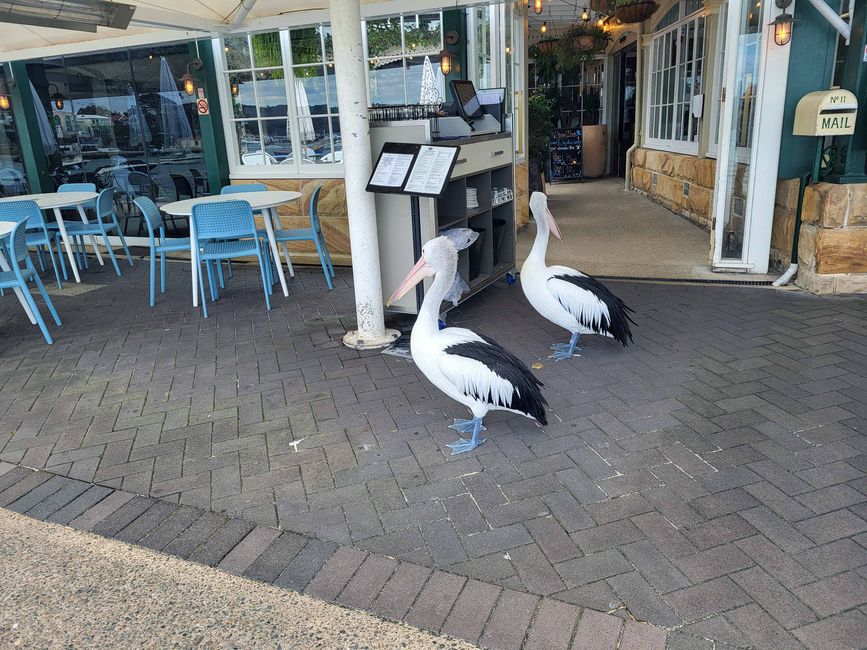 In Watson Bay sind Pelikane für die Tischzuteilung im Restaurant zuständig