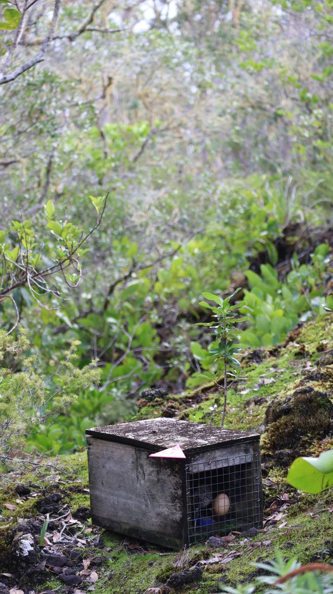 Solche Fallen für Ratten und Wiesel stehen überall auf Rangitoto