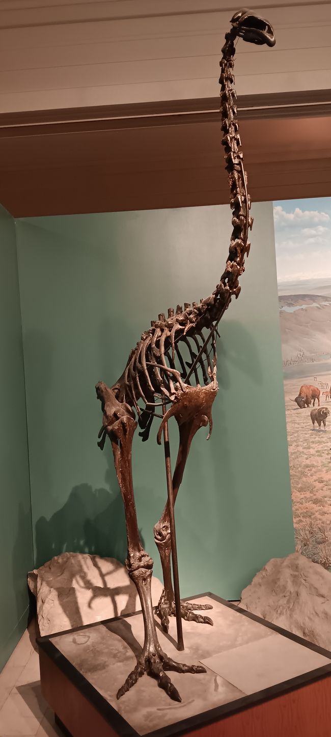 Museum of natural history I