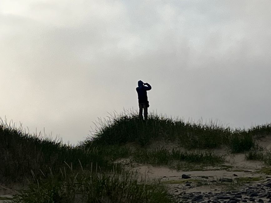 Auf der Jagd nach Puffins