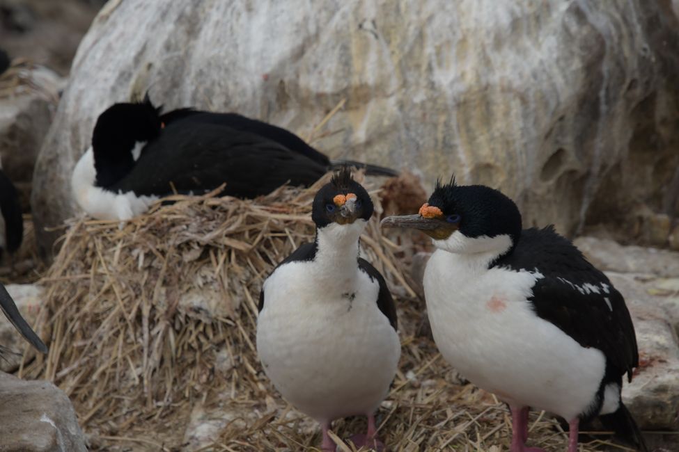 Kormorane / Shags