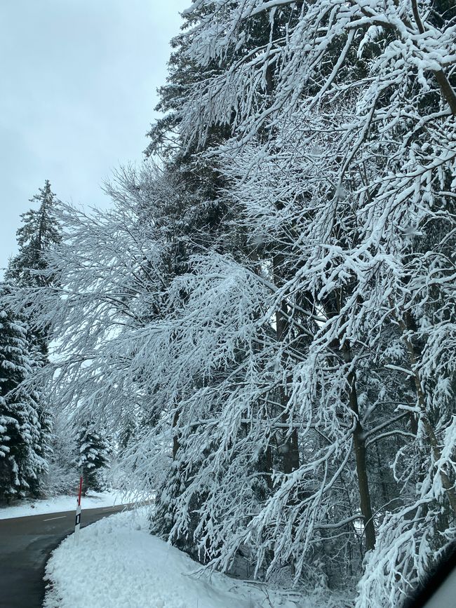 Die letzten schneebedeckten Bäume am Wegesrand