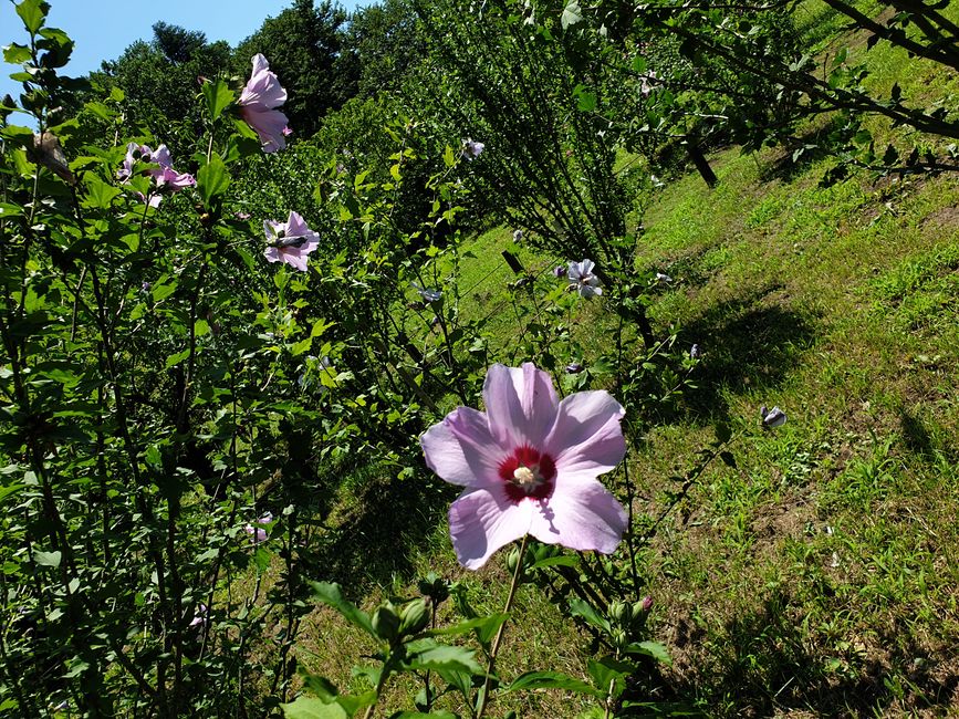 Blume mit schönen Farben