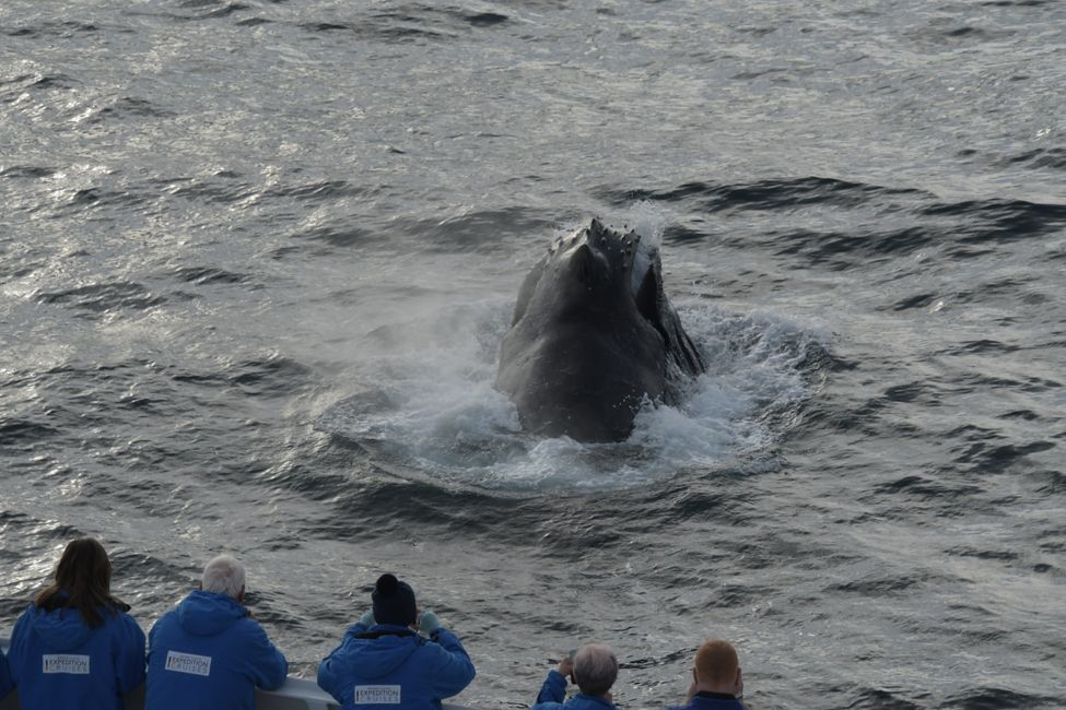 Buckelwal / Humpback whale
