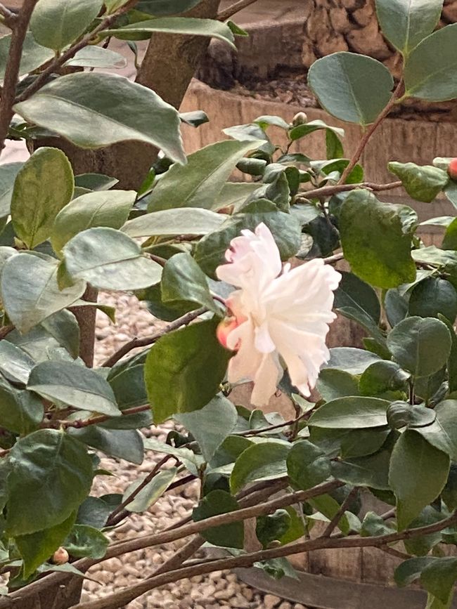 - auch in unterschiedlichen Formen und Farben