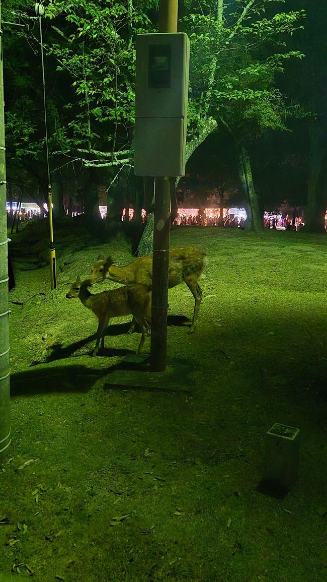Nara Tokae Stadtfest