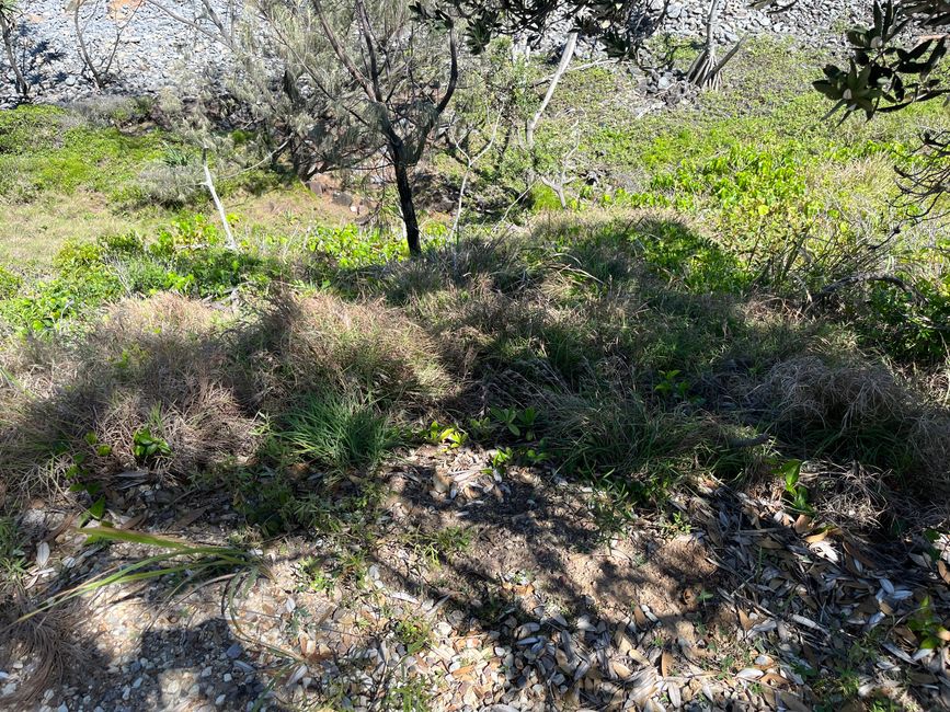 Noosa: Wanderwege, Begegnungen & ein Waran, der meinen Weg blockierte