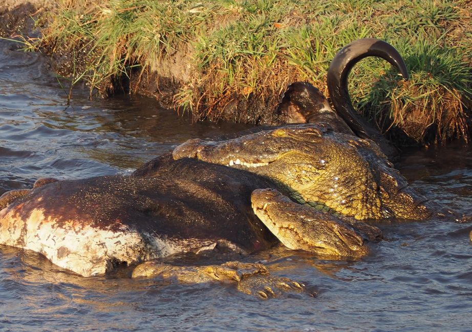 Botswana-comer y ser comido