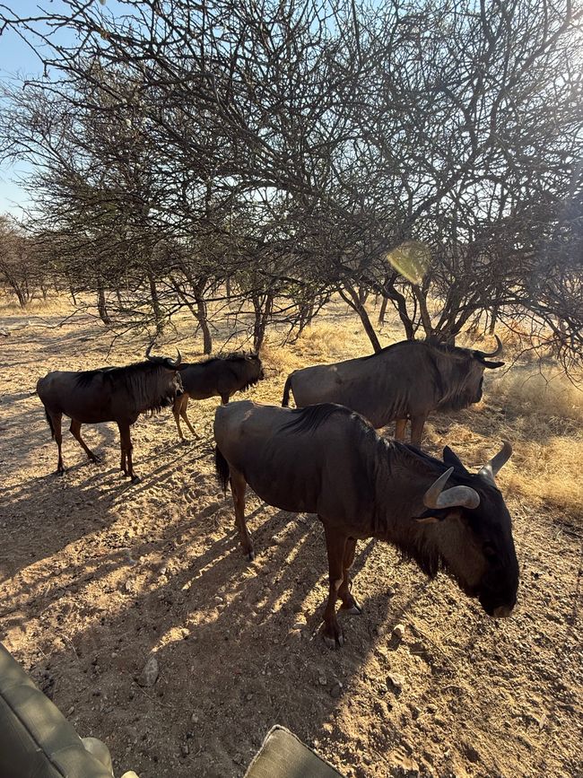 Namibia 2k25 🦓🏜️🐘