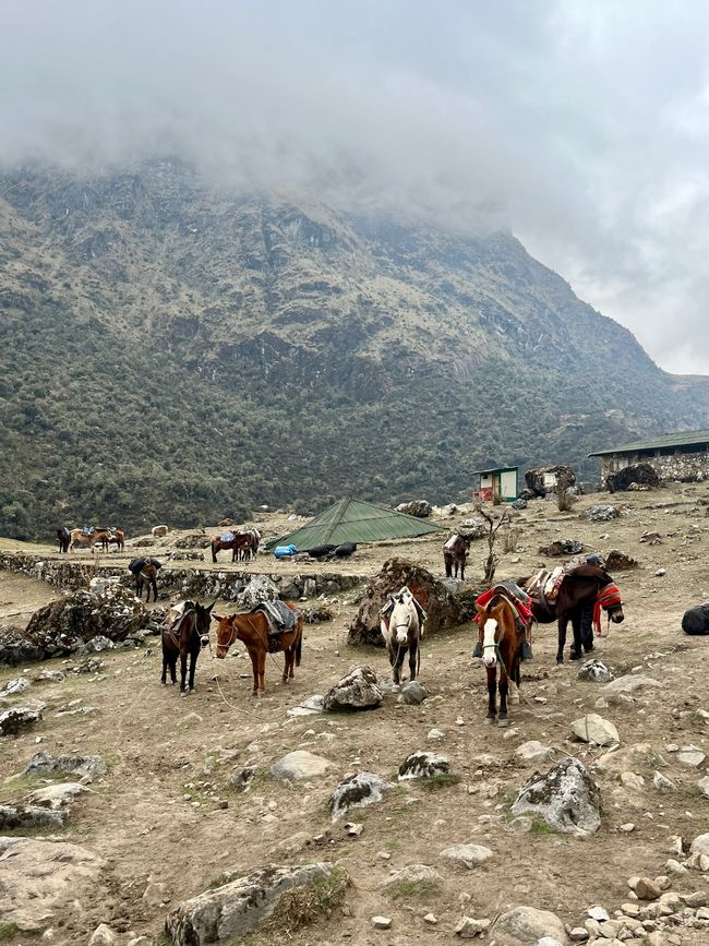 Continua encontrando caballos, burros y mulas