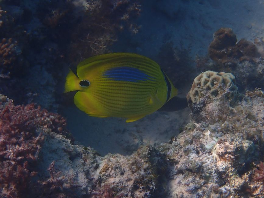 Cape Range NP - Osprey Bay - Blueblotch Butterflyfish / Blueblotch butterflyfish