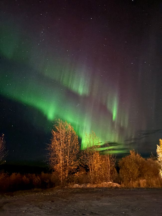 标签 7 - 🌌 北极光、颤抖的早晨与野牛 – 一天充满了加拿大的神奇 🇨🇦