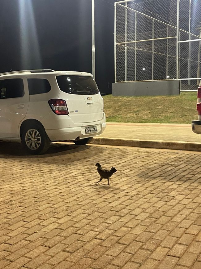 Por que a galinha atravessou a rua?
