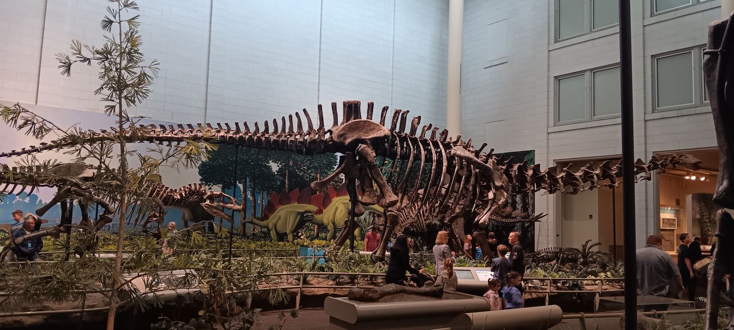 Museum of Natural History I