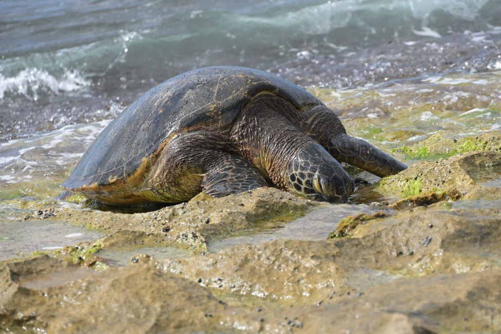 Côte Nord - Plage de Laniakea - Tortue de mer verte