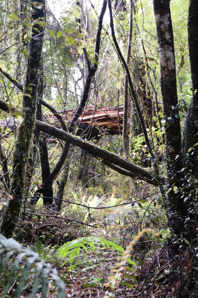 An der West Coast weiter Richtung Süden