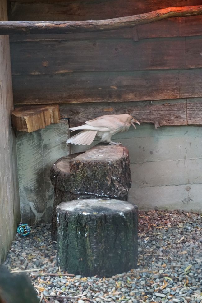 Tag 17: Journey to Victoria