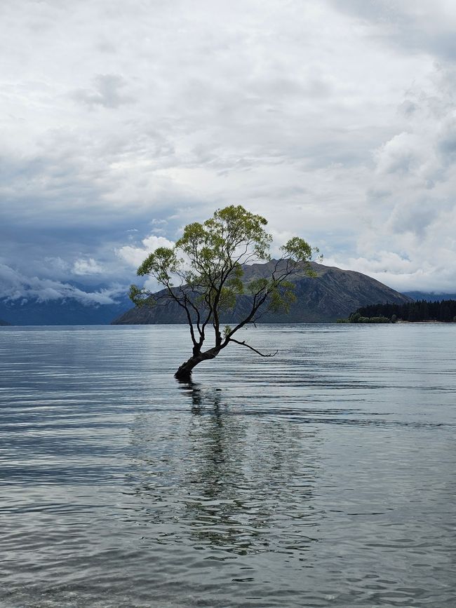 Wanaka Tree