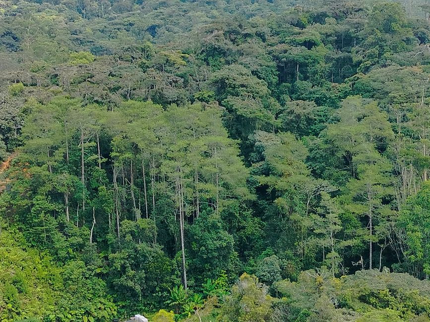 Cameron Highlands