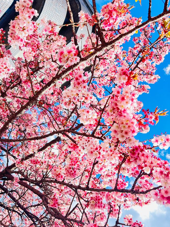 Kirschblüten in Japan - Tag 12-13 