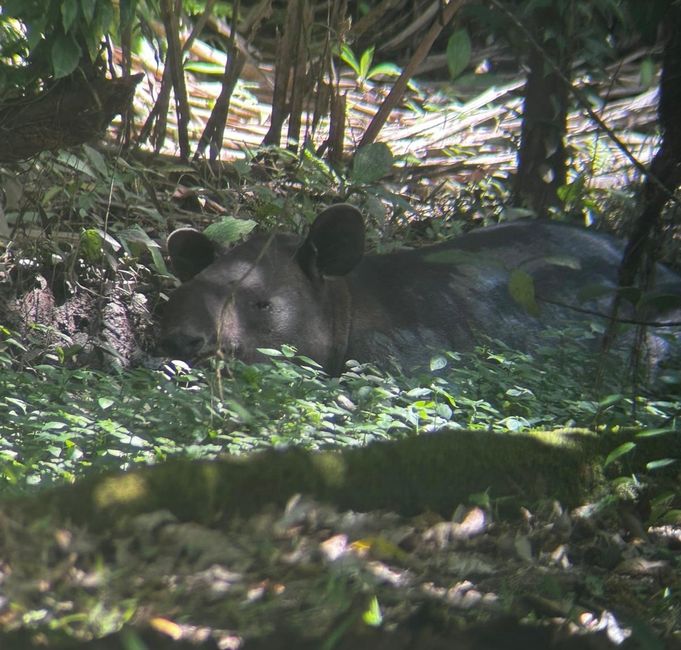 Tapir!!