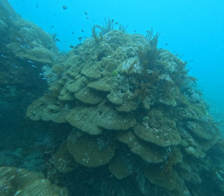 Tag 20: Il mondo sottomarino di Bali