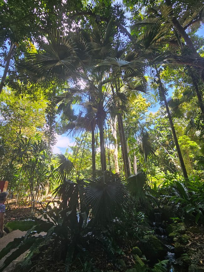 66. Day Cairns, Australia 29.01.2026
